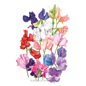 Botanical Interests, Inc. - Sweet Pea Mammoth Organic Seeds