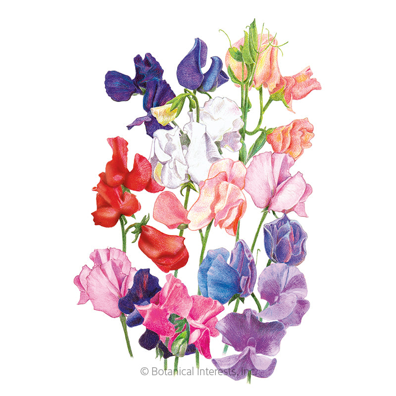 Botanical Interests, Inc. - Sweet Pea Mammoth Organic Seeds