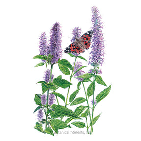 Botanical Interests, Inc. - Hyssop Anise Seeds - Southern Agriculture 