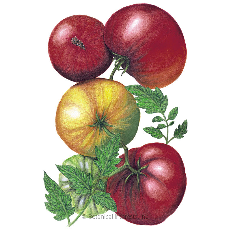 Botanical Interests, Inc. - Tomato Pole Cherokee Purple Organic Seeds