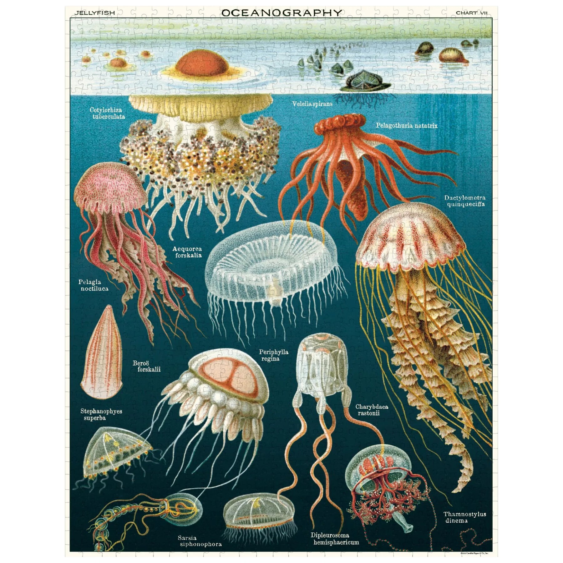 Cavallini & Co. - Puzzle Jellyfish - Southern Agriculture 