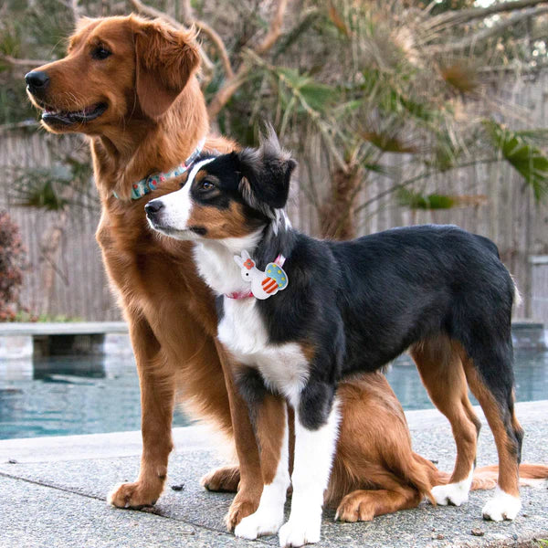 Blueberry Pet - Blue | Easter Bunny and Egg Dog Collar