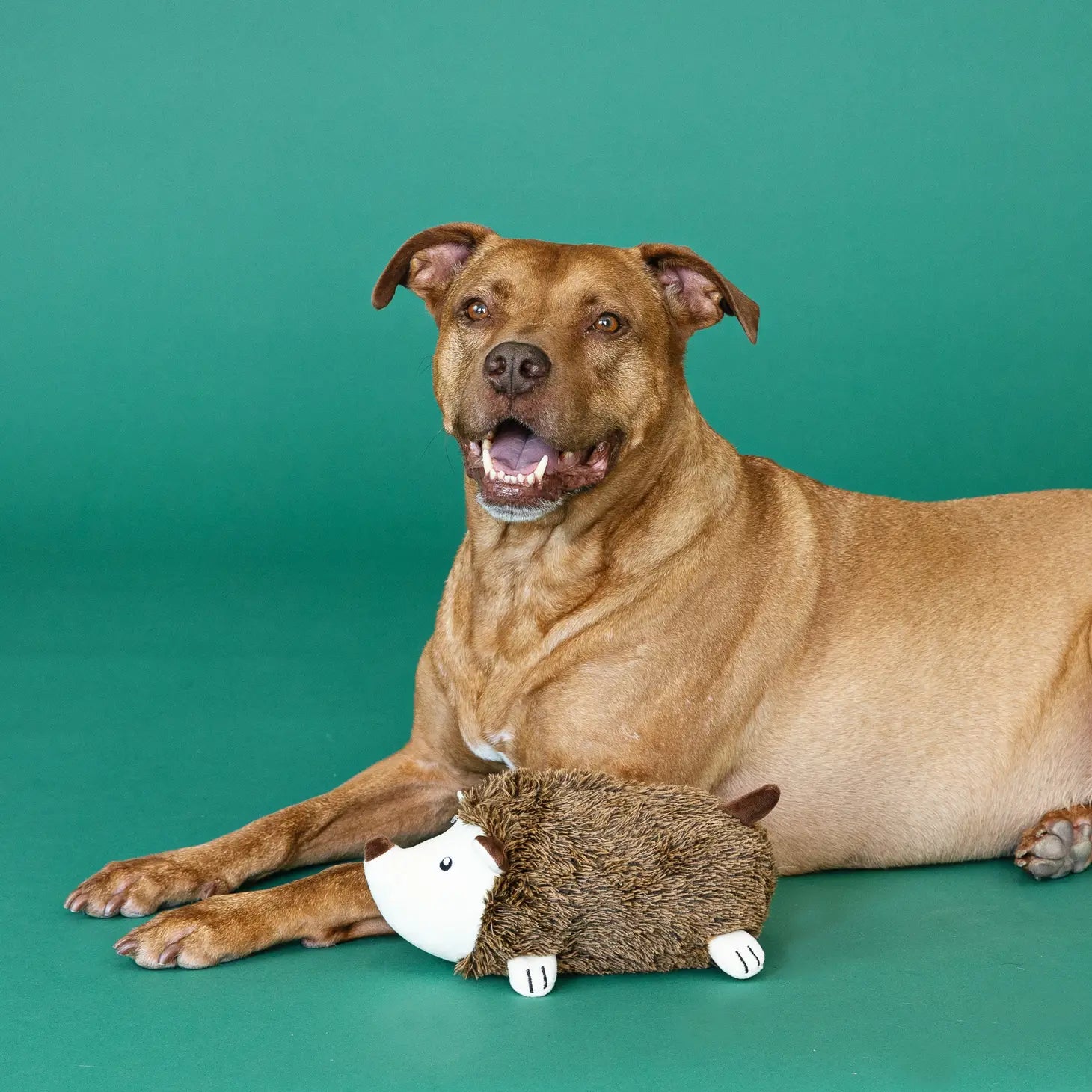 Wagsdale - Little on Hedge Today Plush Dog Toy