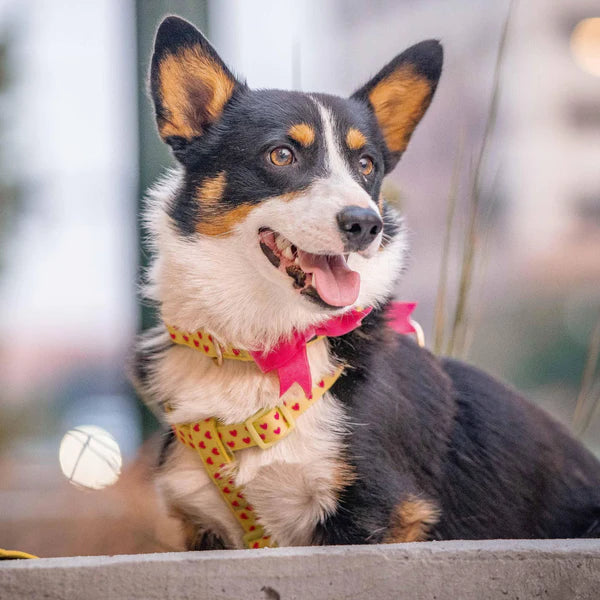 Blueberry Pet - Highlighter Green | Dotted Velvet Heart Dog Collar