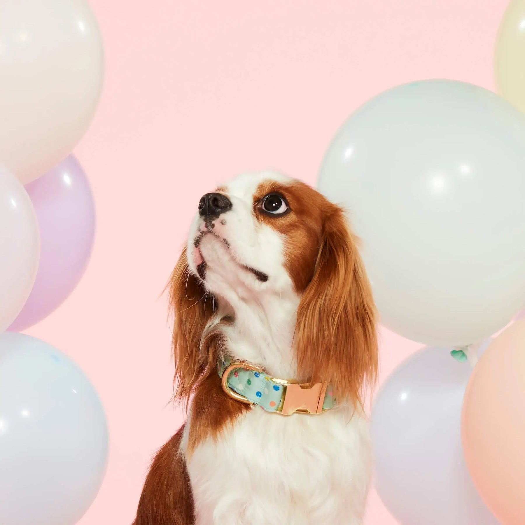 The Foggy Dog - Dog Collar Confetti