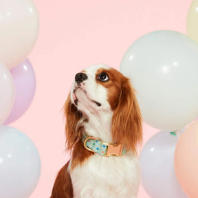 The Foggy Dog - Dog Collar Confetti
