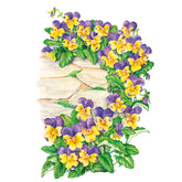 Viola Johnny-Jump-Up Seeds - Southern Agriculture 
