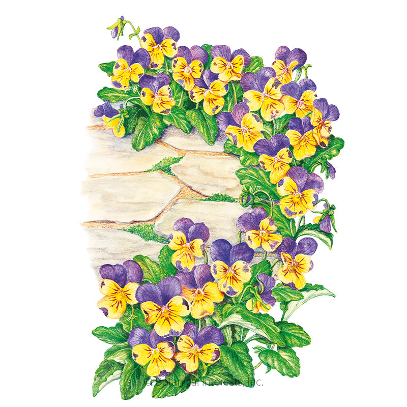 Viola Johnny-Jump-Up Seeds - Southern Agriculture 
