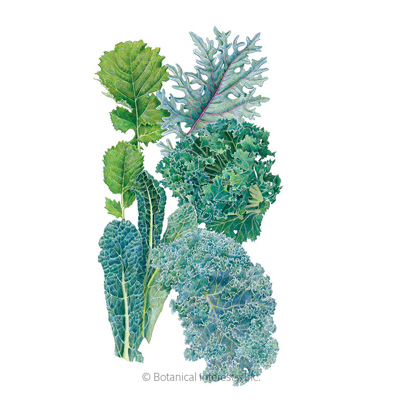 Botanical Interests, Inc. - Kale Premier Blend Seeds