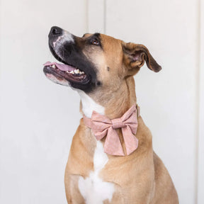 The Foggy Dog - Dog Collar Petra