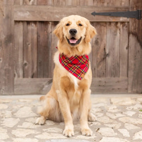 The Foggy Dog - Bandana Holiday Plaid Flannel