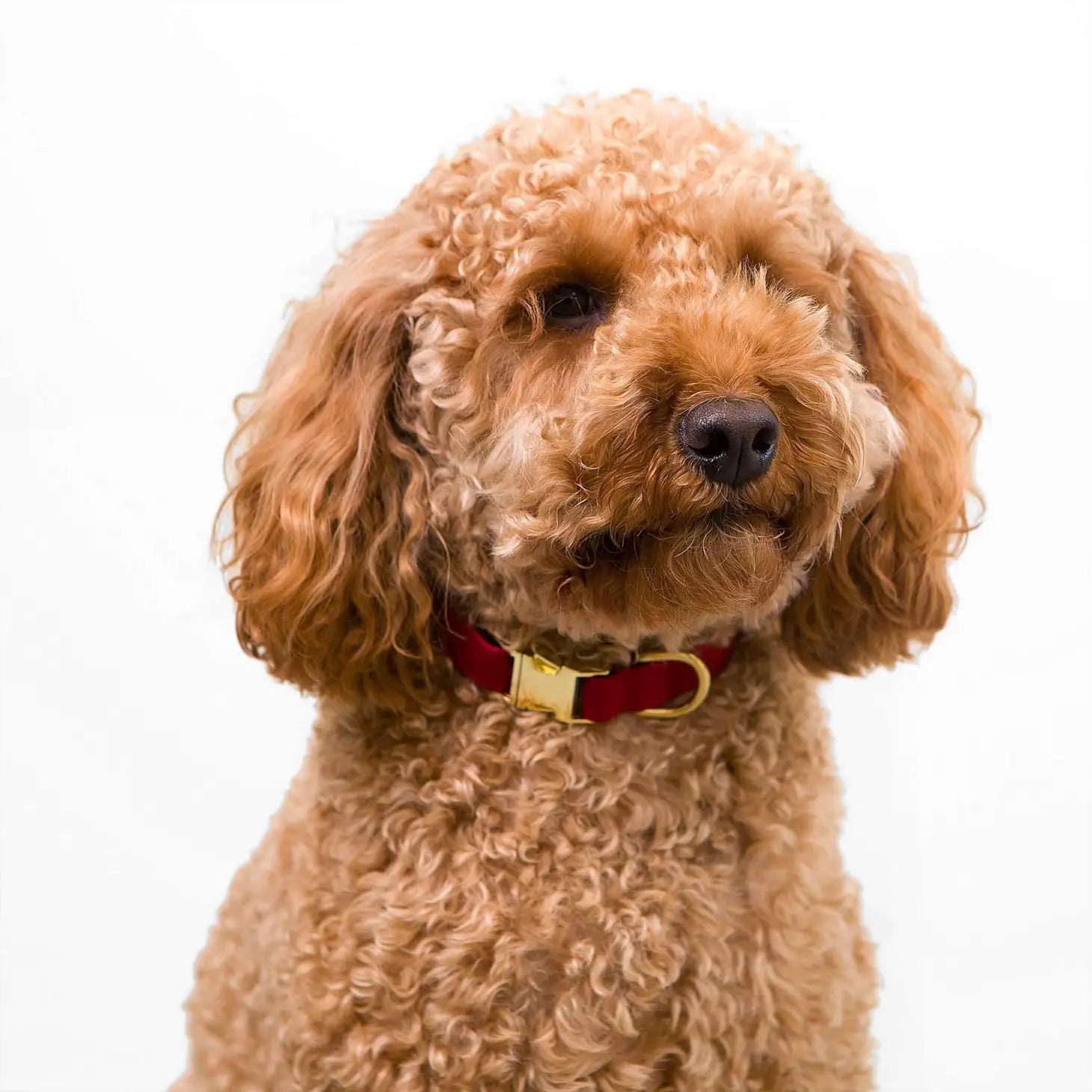 The Foggy Dog - Dog Collar Wine