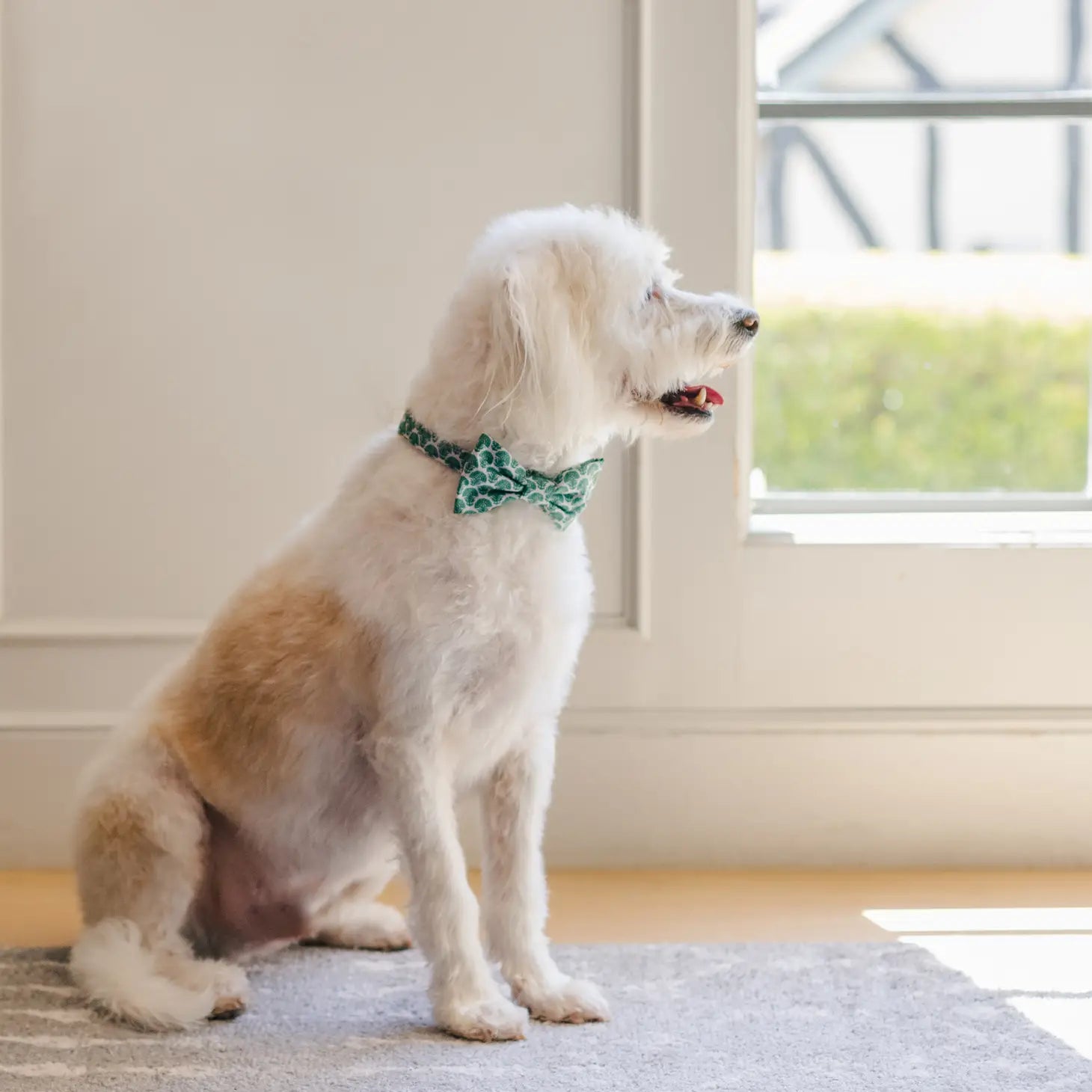 The Foggy Dog - Dog Collar Verde