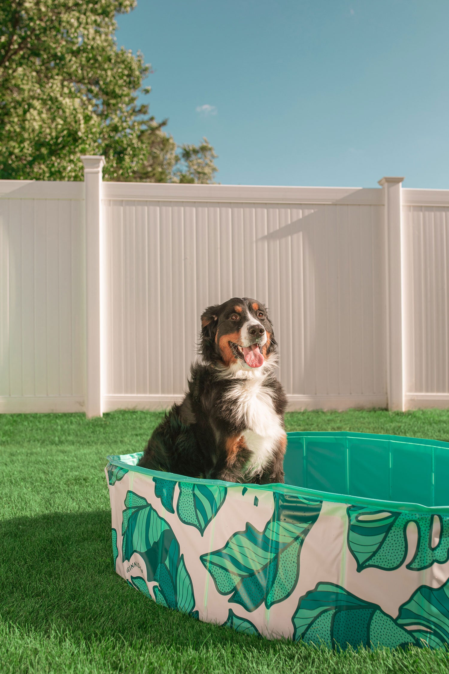 Dog Pool That's Banana(leave)s - Southern Agriculture 