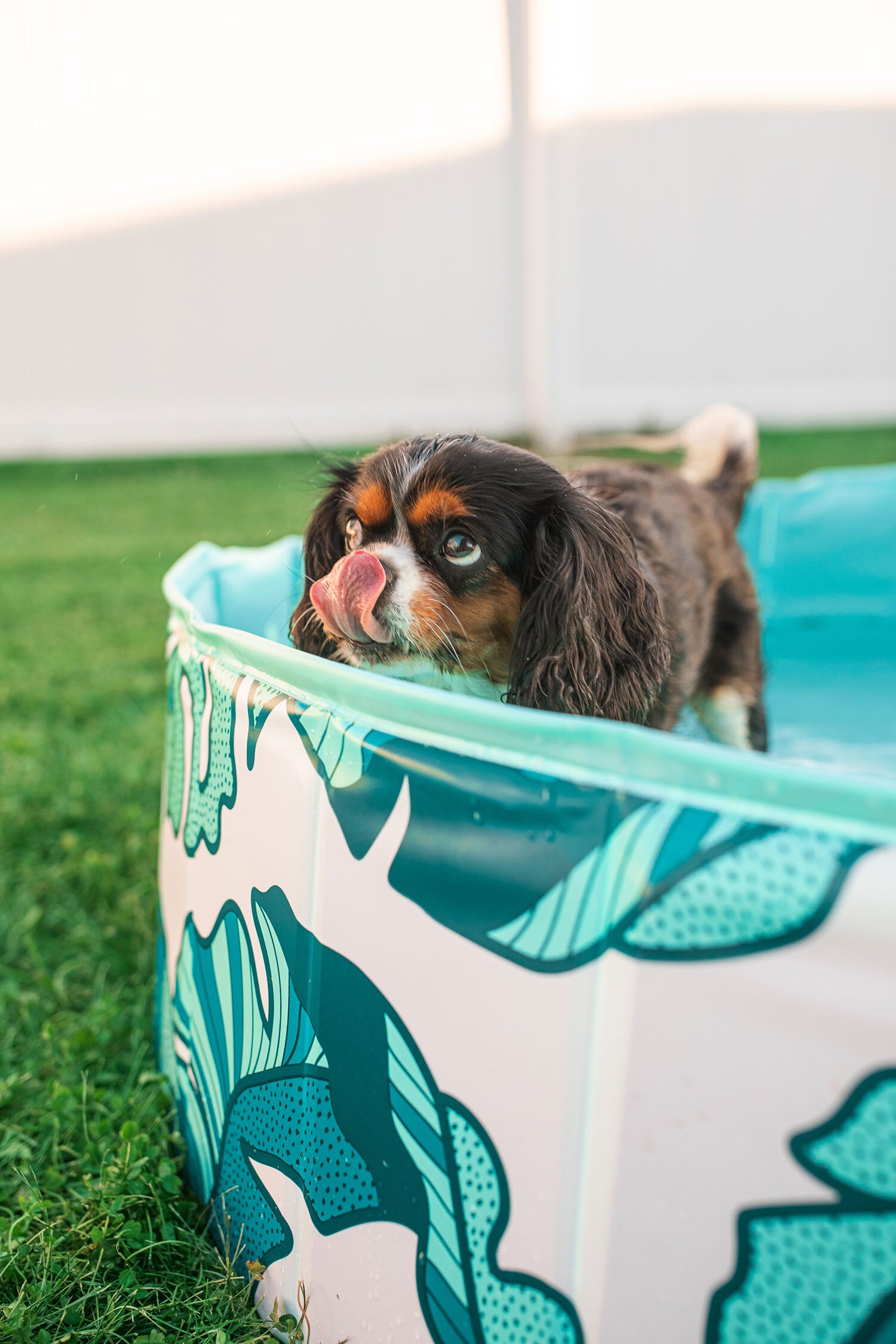 Dog Pool That's Banana(leave)s - Southern Agriculture 