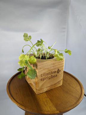 Sprigbox - Cilantro Grow Kit - Southern Agriculture 