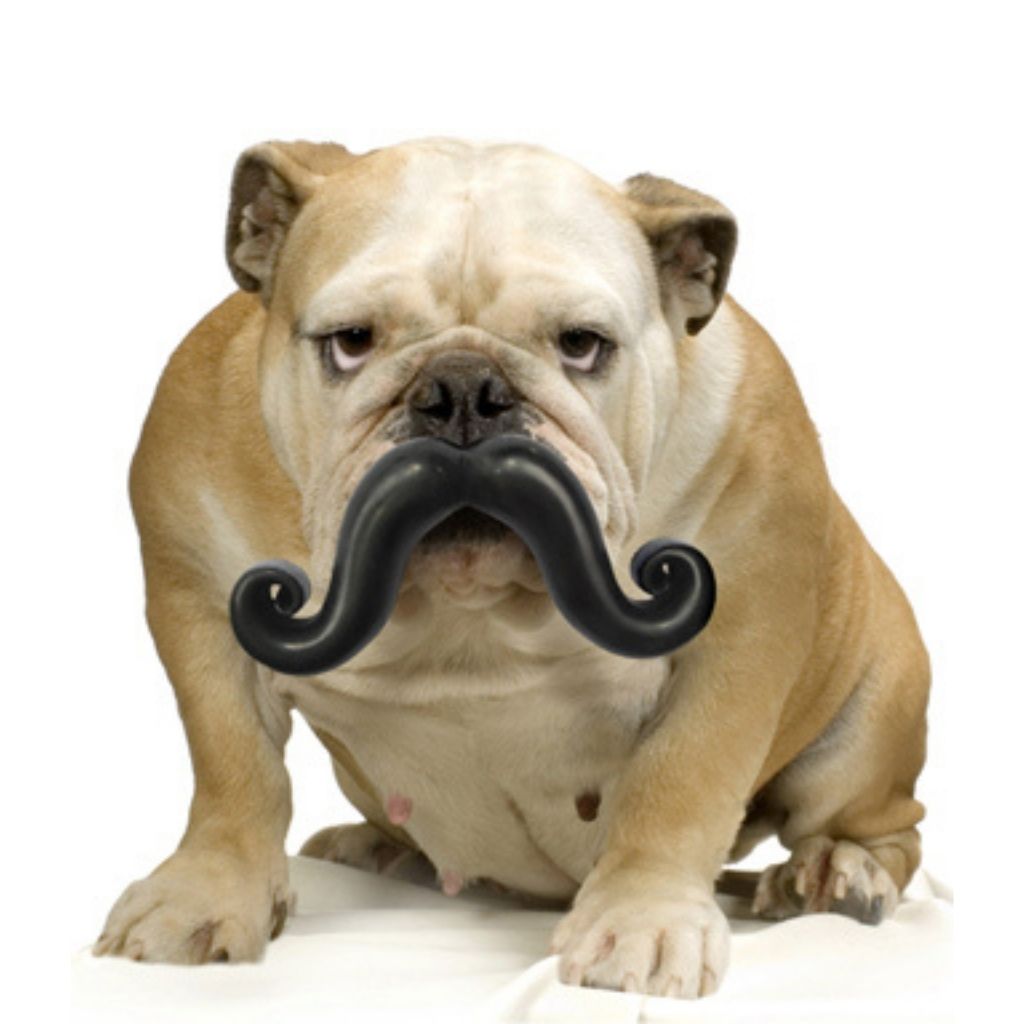 Moody Pet - Humunga Stache - Southern Agriculture 