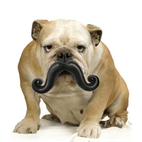 Moody Pet - Humunga Stache - Southern Agriculture 