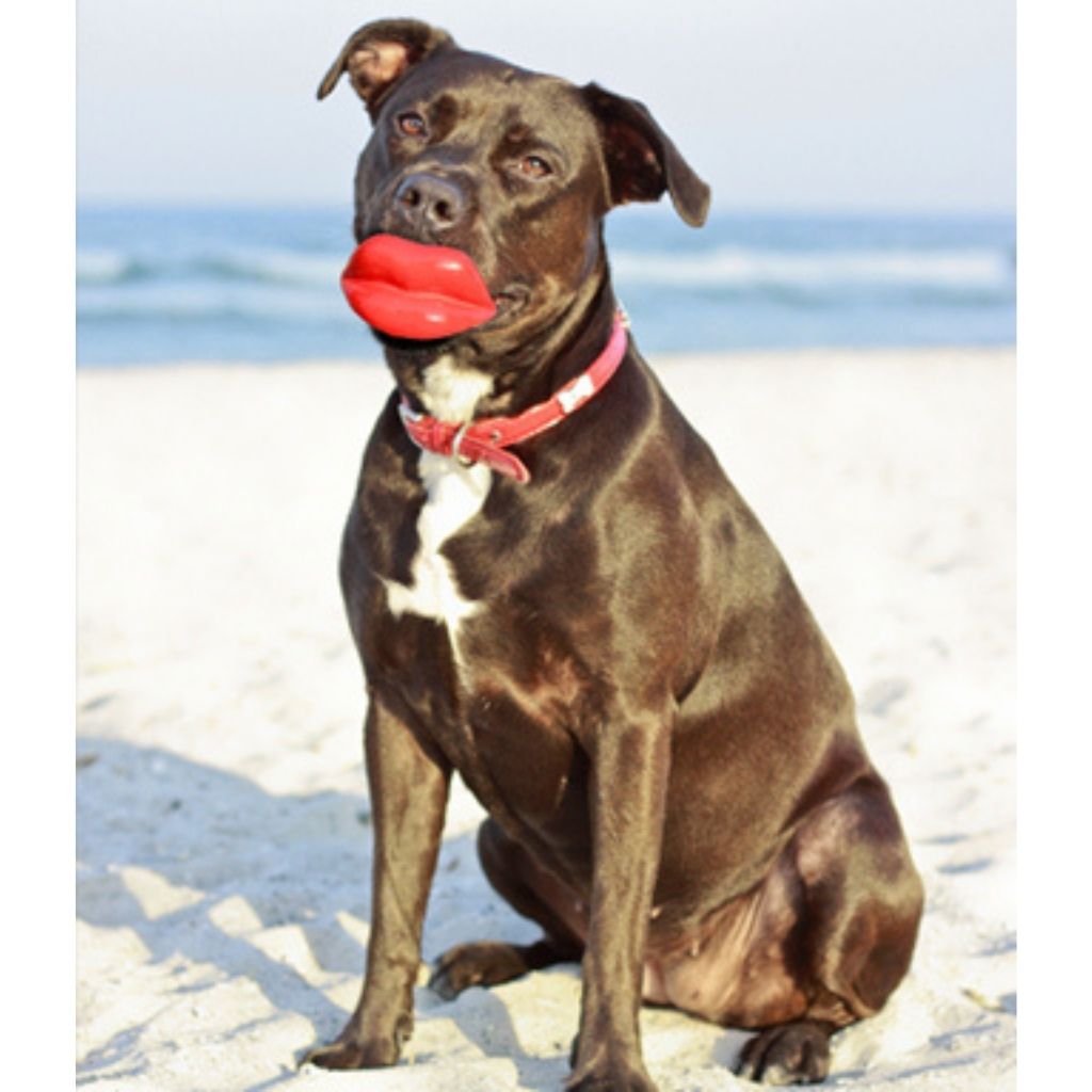 Moody Pet - Humunga Lips - Southern Agriculture 