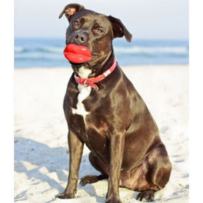 Moody Pet - Humunga Lips - Southern Agriculture 