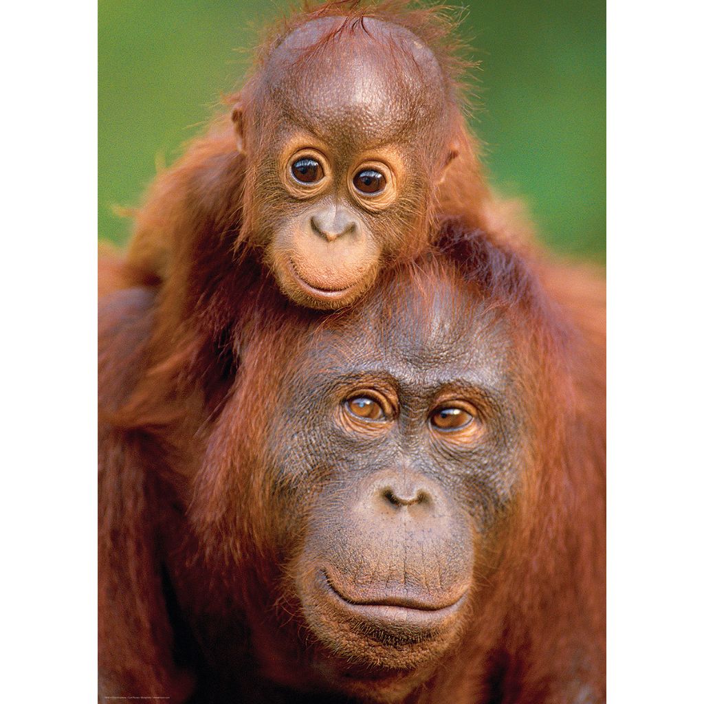Eurographics Puzzles - Puzzle Orangutan & Baby