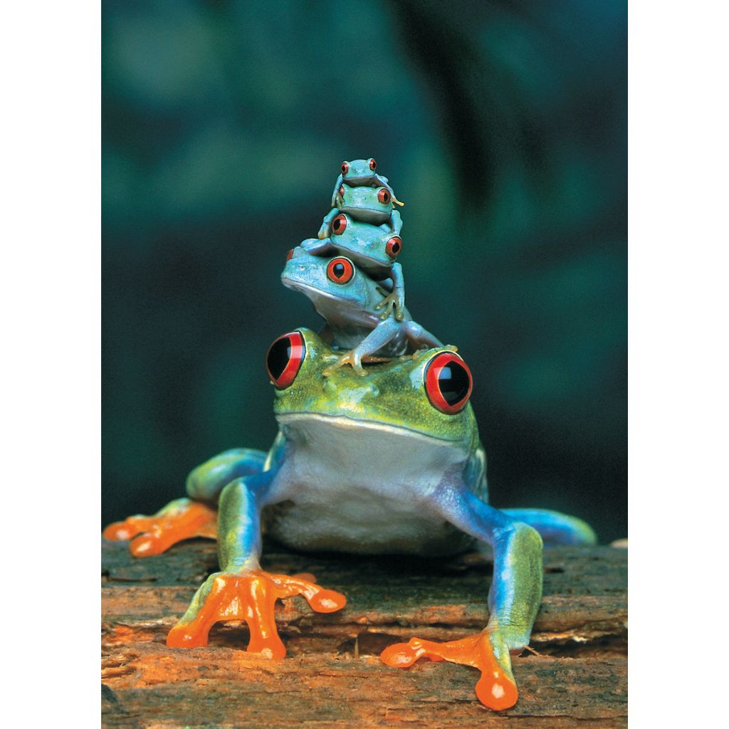 Eurographics Puzzles - Puzzle Red-Eyed Tree Frog