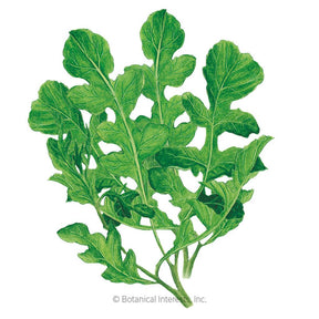 Botanical Interests, Inc. - Arugula Rocket Organic Seeds - Southern Agriculture 