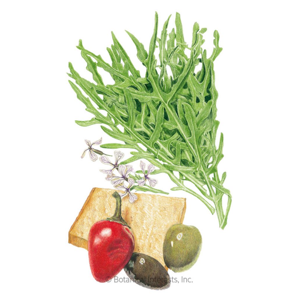 Botanical Interests, Inc. - Arugula Wild Rocket Seeds - Southern Agriculture 