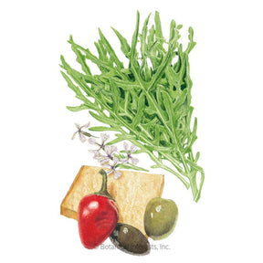 Botanical Interests, Inc. - Arugula Wild Rocket Seeds - Southern Agriculture 