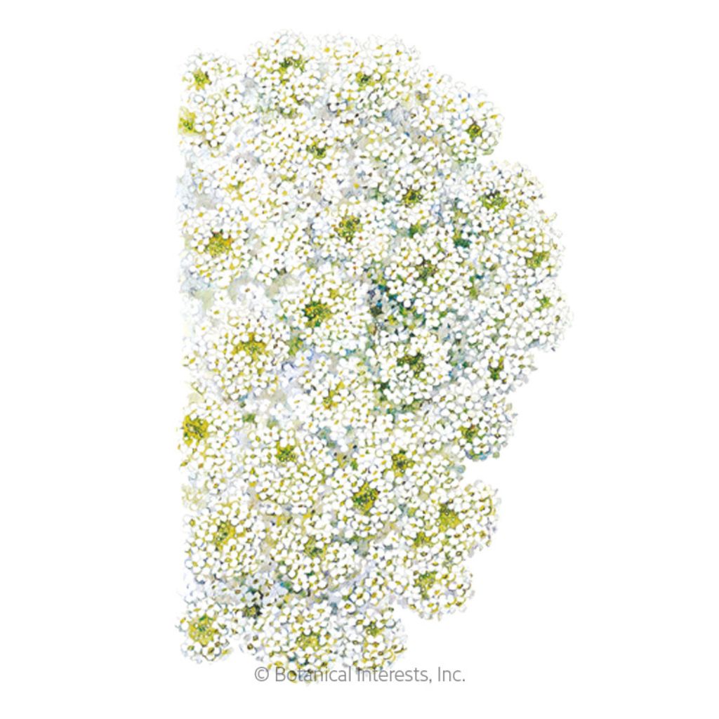 Botanical Interests, Inc. - Alyssum Sweet Tiny Tim Seeds