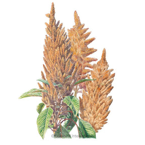 Botanical Interests, Inc. - Amaranth Hot Biscuits Seeds - Southern Agriculture 
