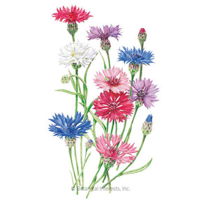 Botanical Interests, Inc. - Bachelor Button Tall Blend Seeds