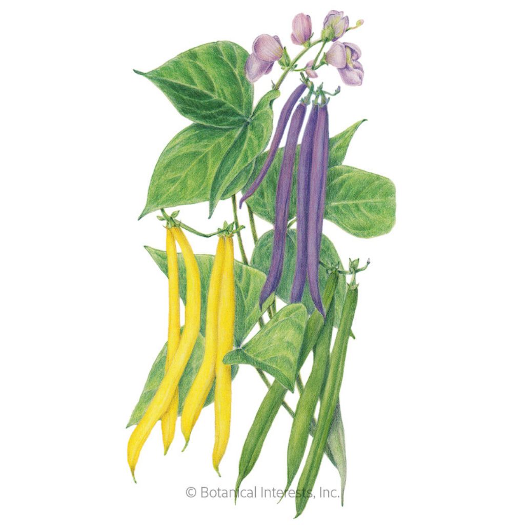 Botanical Interests, Inc. - Bean Bush Trio Blend Seeds