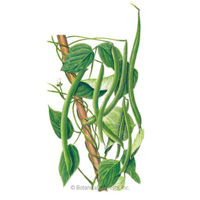 Botanical Interests, Inc. - Bean Pole Kentucky Wonder Seeds - Southern Agriculture 