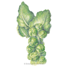 Botanical Interests, Inc. - Brussels Sprouts Long Island Seeds