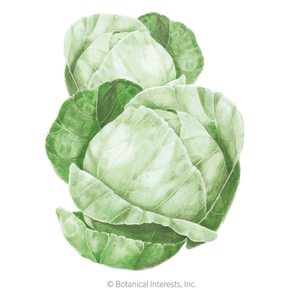Botanical Interests, Inc. - Cabbage Copenhagen Market Seeds