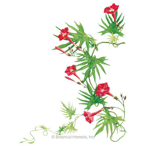 Botanical Interests, Inc. - Cardinal Climber Seeds