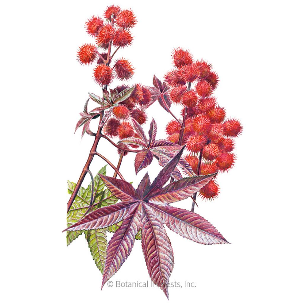 Botanical Interests, Inc. - Castor Bean Impala Seeds