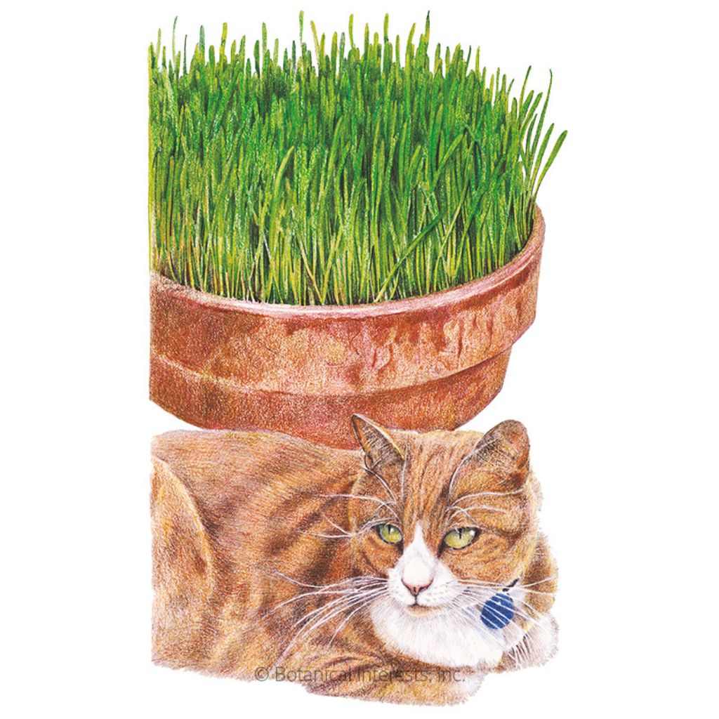 Botanical Interests, Inc. - Cat Grass Seeds - Southern Agriculture 