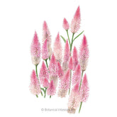 Botanical Interests, Inc. - Celosia Flamingo Seeds - Southern Agriculture 