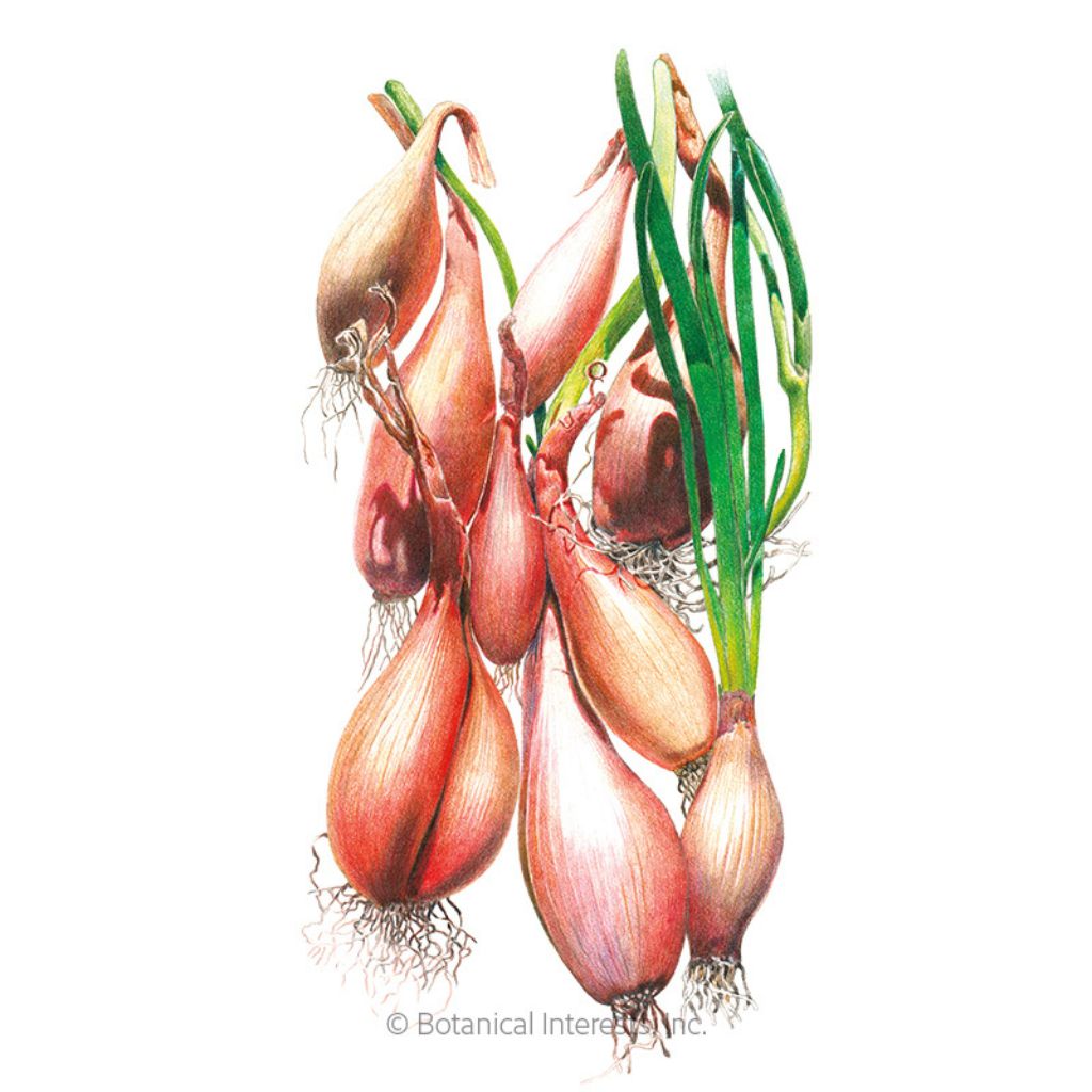 Botanical Interests, Inc. - Onion Shallot Zebrune (LD) Seeds - Southern Agriculture 