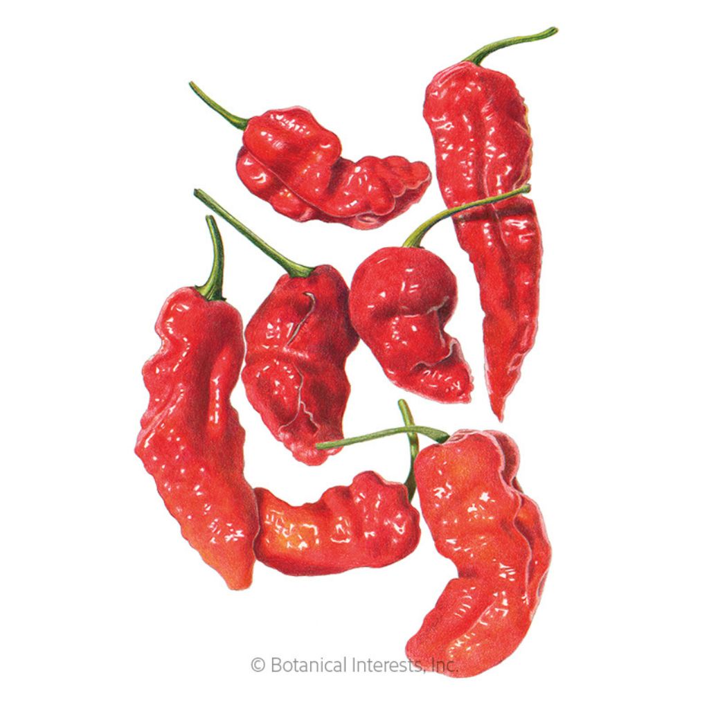 Botanical Interests, Inc. - Pepper Chile Ghost Bhut Seeds