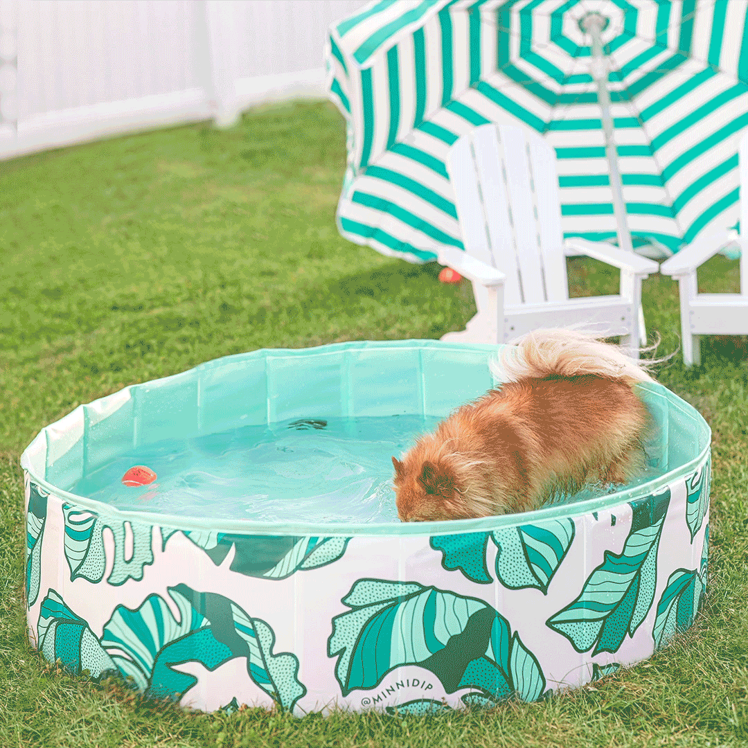 Dog Pool That's Banana(leave)s - Southern Agriculture 