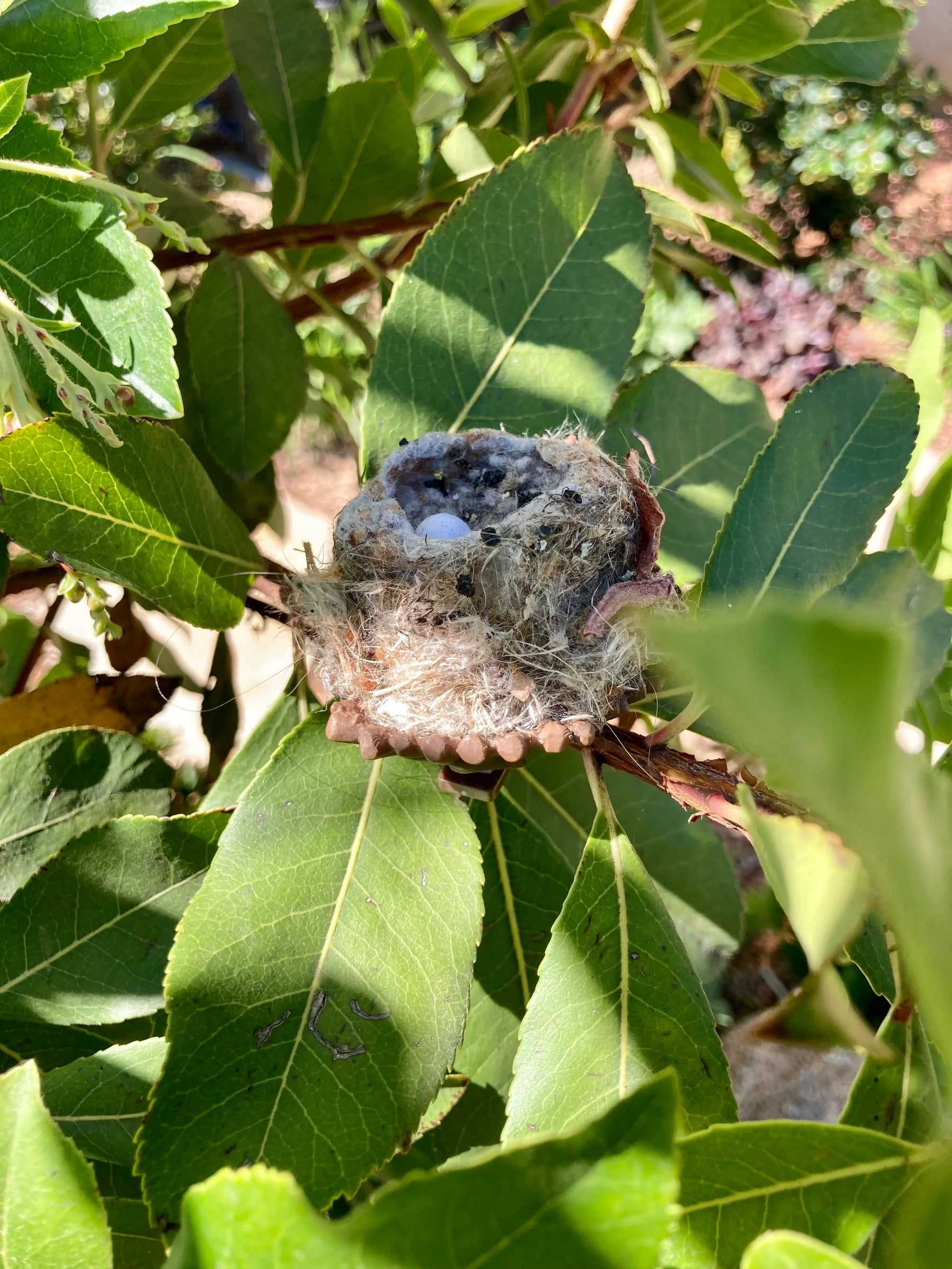 Quackups - Hummingbird Nesting Pods 2Pk w/Clips - Southern Agriculture 
