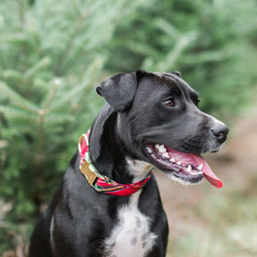 The Foggy Dog - Red Tartan Holiday Dog Collar