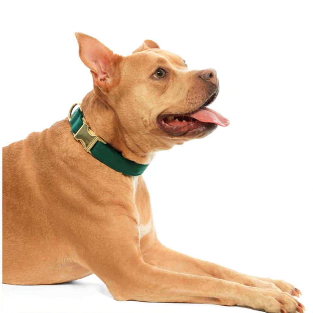 The Foggy Dog - Dog Collar Evergreen