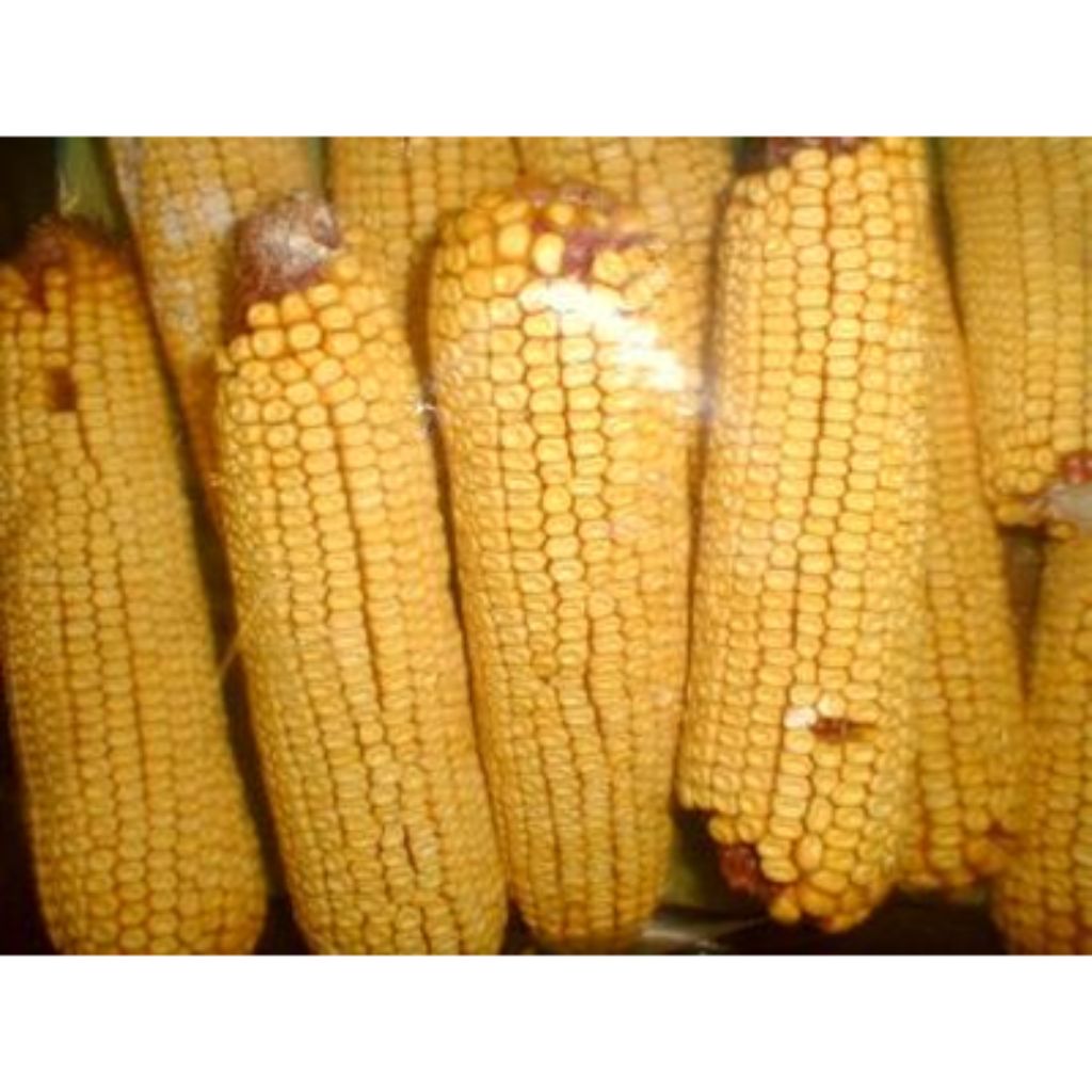 K & K Vet Products - Corn On The Cob Squirrel Corn