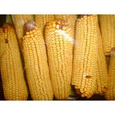 K & K Vet Products - Corn On The Cob Squirrel Corn