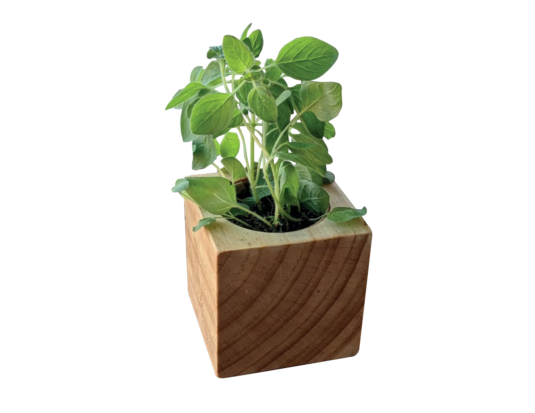 Sprigbox - Oregano Grow Kit - Southern Agriculture 