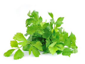 Sprigbox - Cilantro Grow Kit - Southern Agriculture 